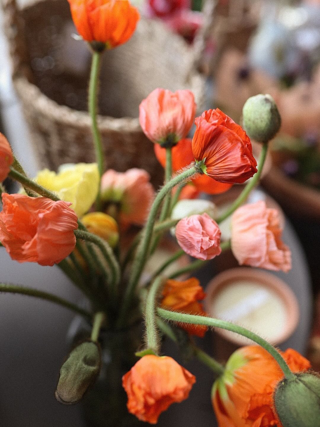 Fun fact, every new year I vow to stop selling flowers (the margin is minuscule, the time, effort, eyewatering cost and worry&hellip;) but then Icelandic poppies and mimosa from Italy pop up and I am smitten with florist life again, want to share the