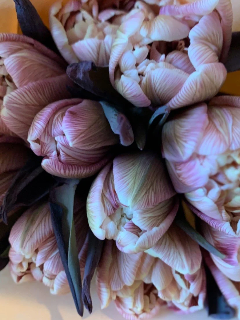 Sunshine and joy, all wrapped up and waiting to brighten up your week.
It is a last hurrah for our winter favourite mimosa, a last chance to grab a bunch whilst you can as we never know quite when it&rsquo;s going to end.  You can order online and we