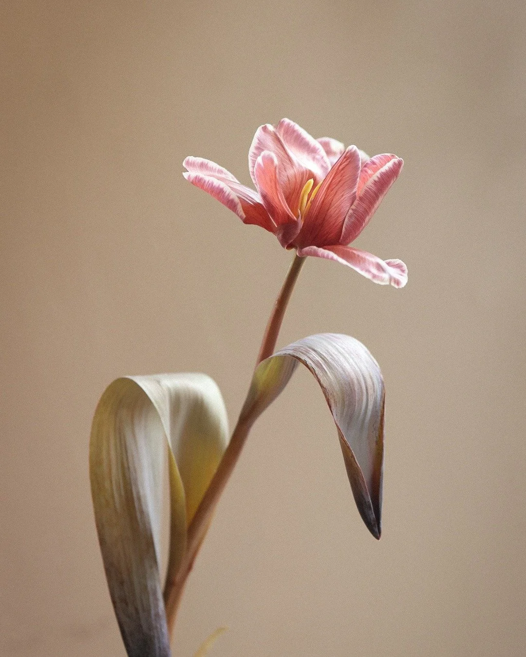 the brownies are here - always a favourite with you all, these are tulips soaked in a natural, eco dye that causes the capillaries to turn a deep chocolate browny tone and we can&rsquo;t stop looking at them &hellip; we love flexing the petals, they 