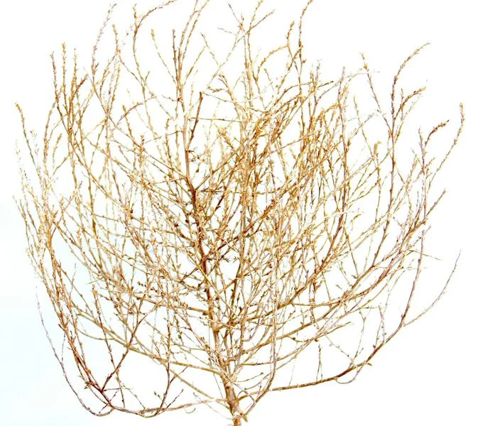 tumbleweed_carterdesign_wallpaper.jpg