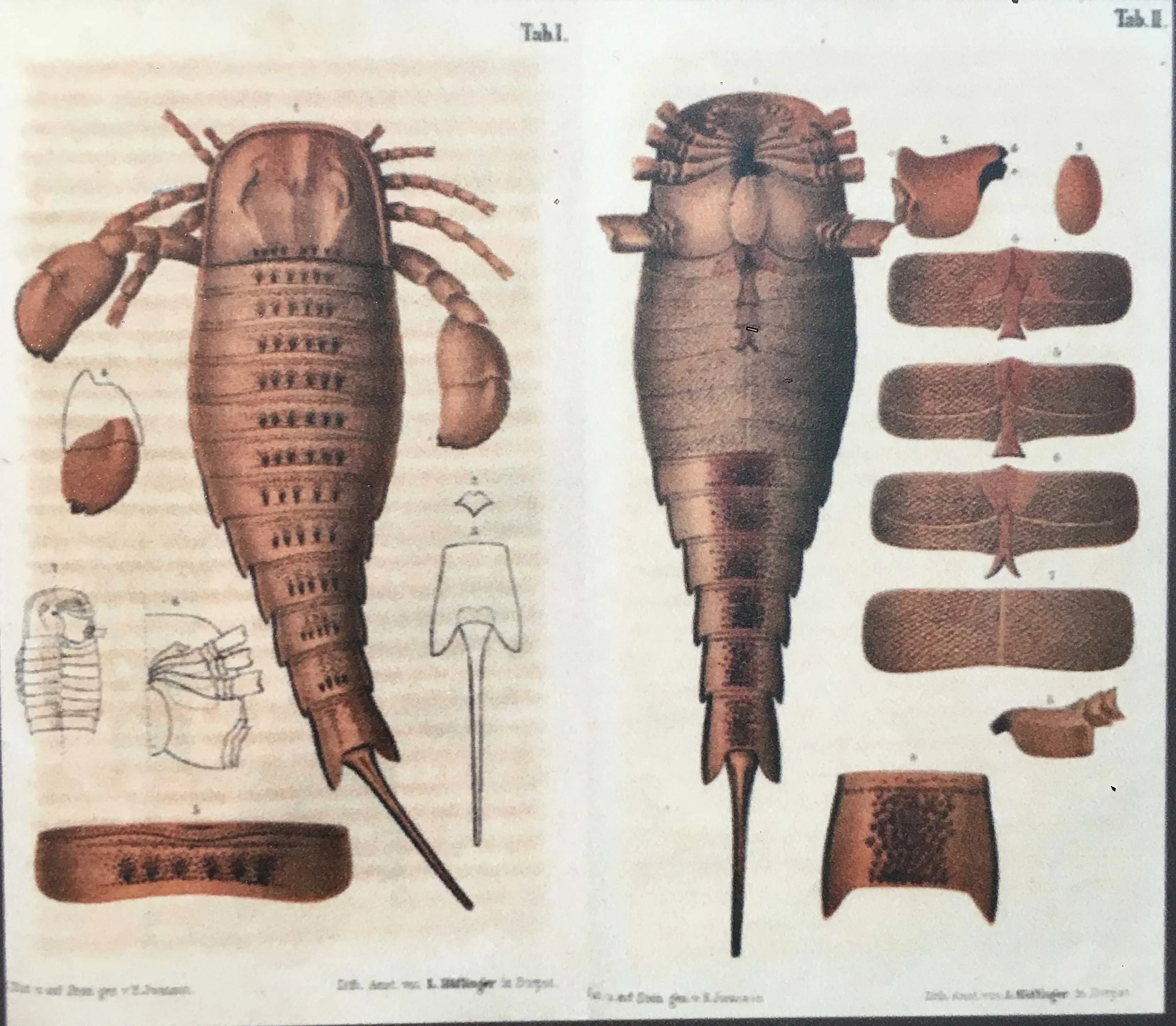 Eurypterid panel from the Paleontological Research Institute, Ithaca