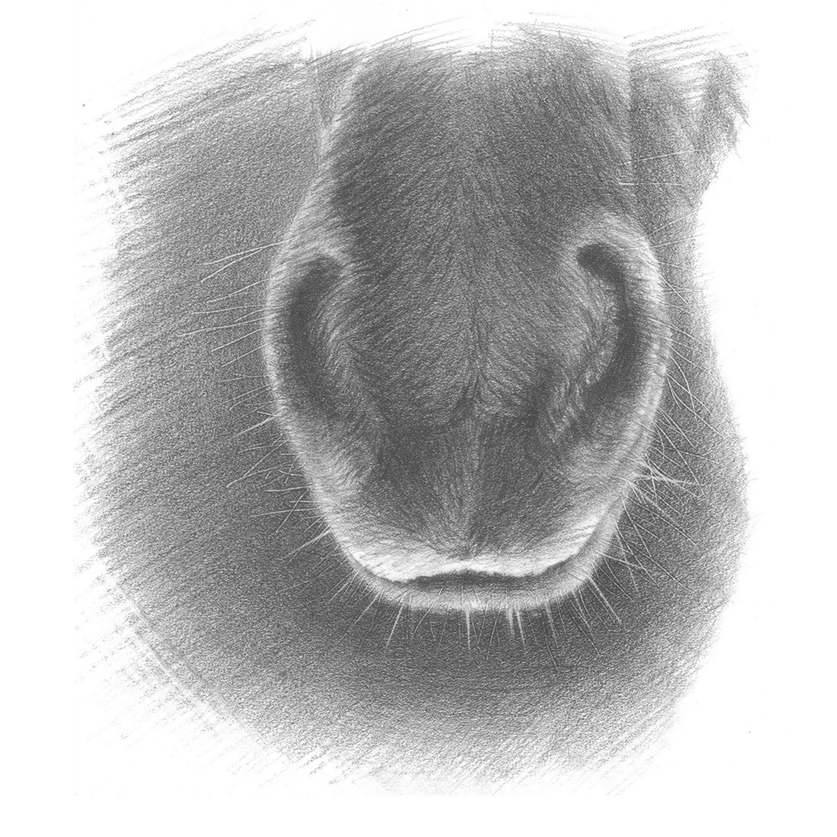 Nose.jpg