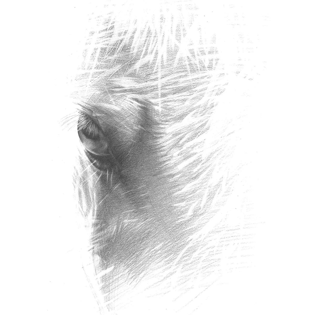 Eye.jpg