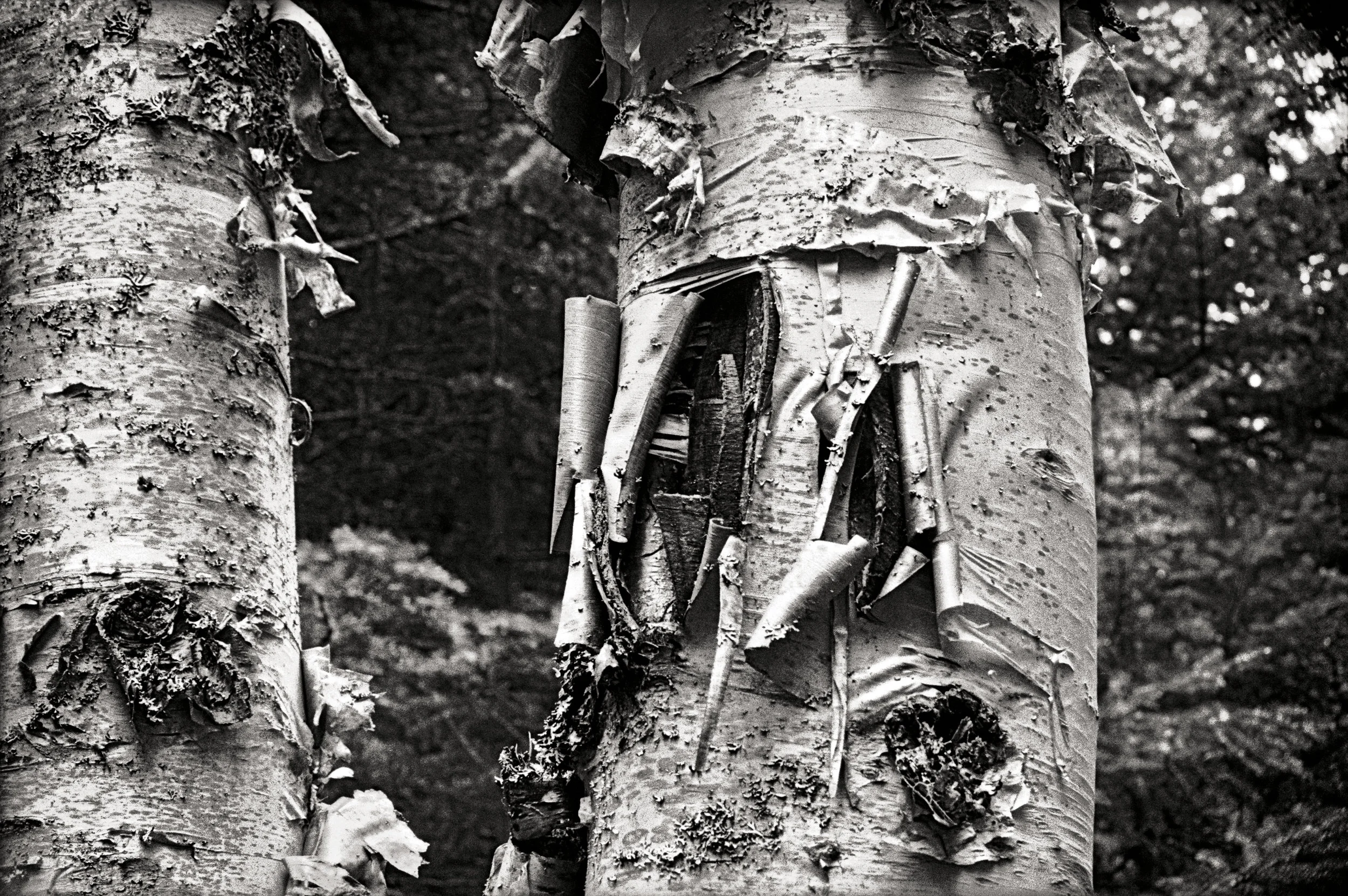Birch Bark