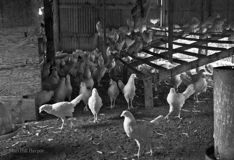 Leghorn White Chickens