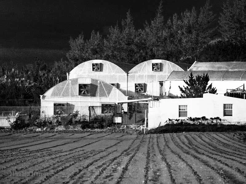 Greenhouses with Venitlation Fans
