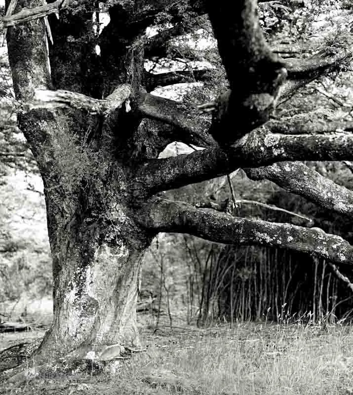 Single Beech Tree