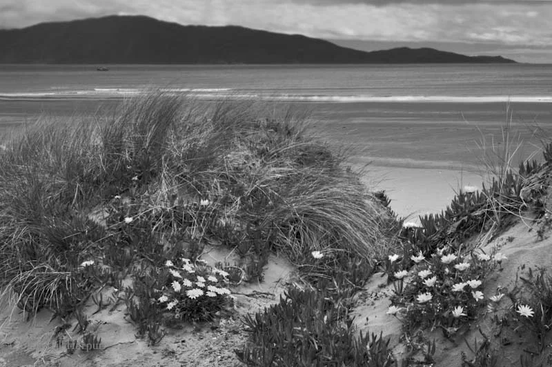 Kapiti View