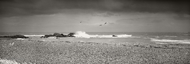 Shoreline with Three Birds
