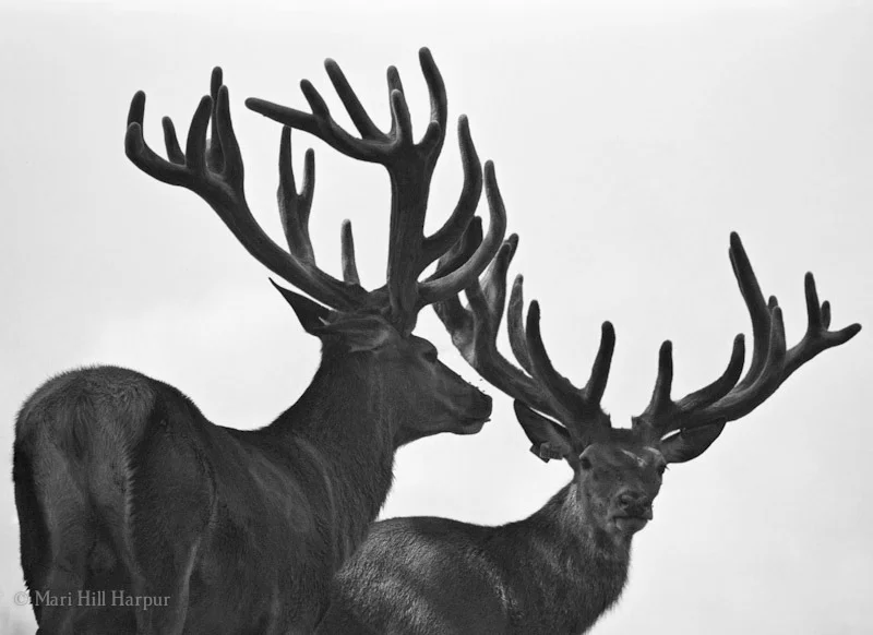 Two Stags, North Oaks, MN 2004