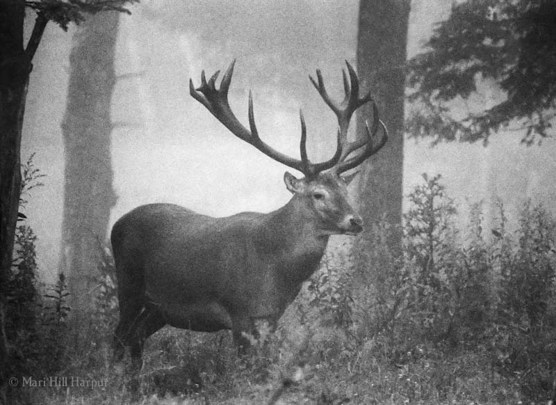 Willy in the Mist