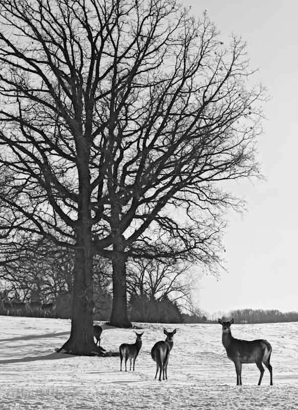 Three Deer Beneath Big Oak Trees, North Oaks, MN