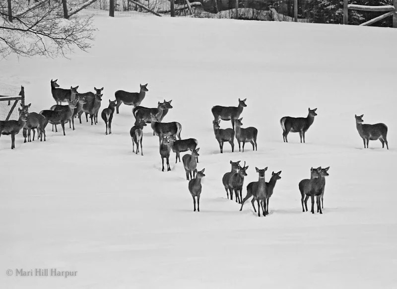 Group of Female Deer with Snow as Backdrop, Boileau, QC