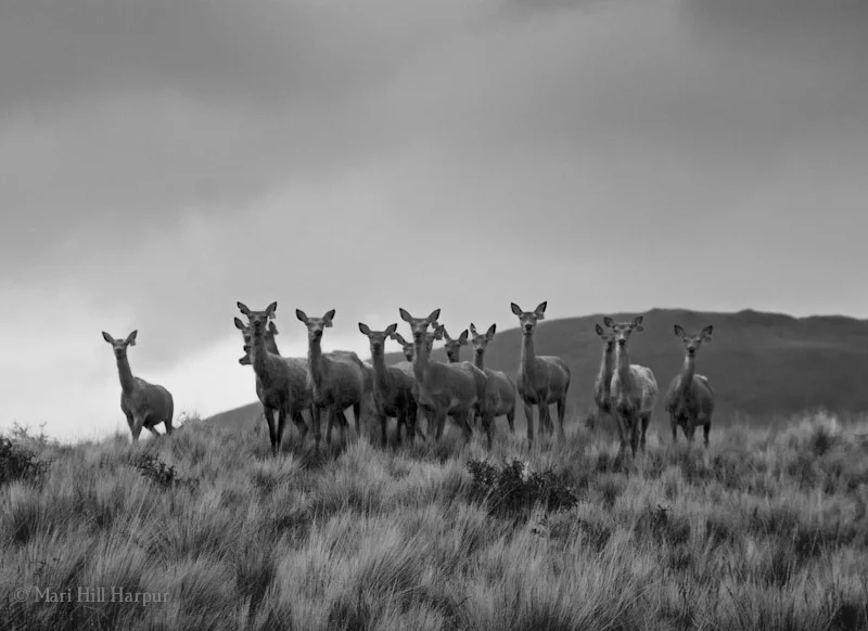 Young Females Along Horizon, Fairlight, New Zealand