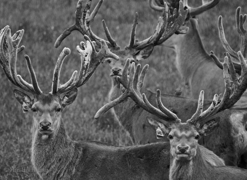 Carolyn's Favorite Young Stags, North Oaks, MN