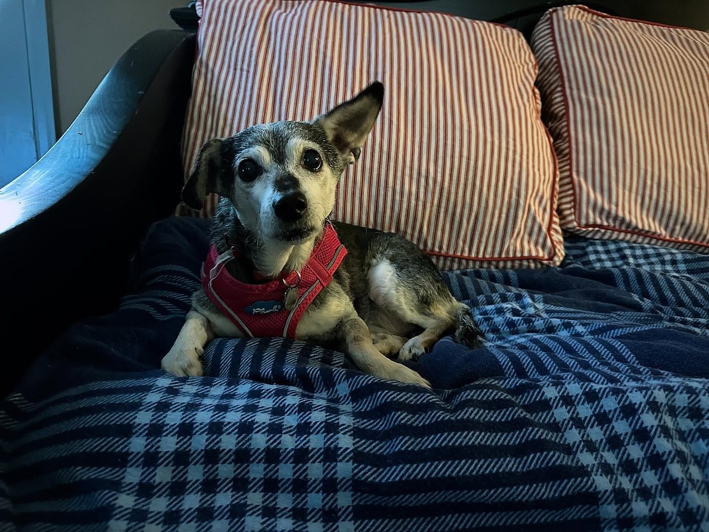 Gretal is one of the darned cuten tootinest! 🩷🤍🖤
#rescueddog #alllove #aginggratefully #sugarface #happydog #caninemassage #healanimalmassage #loved