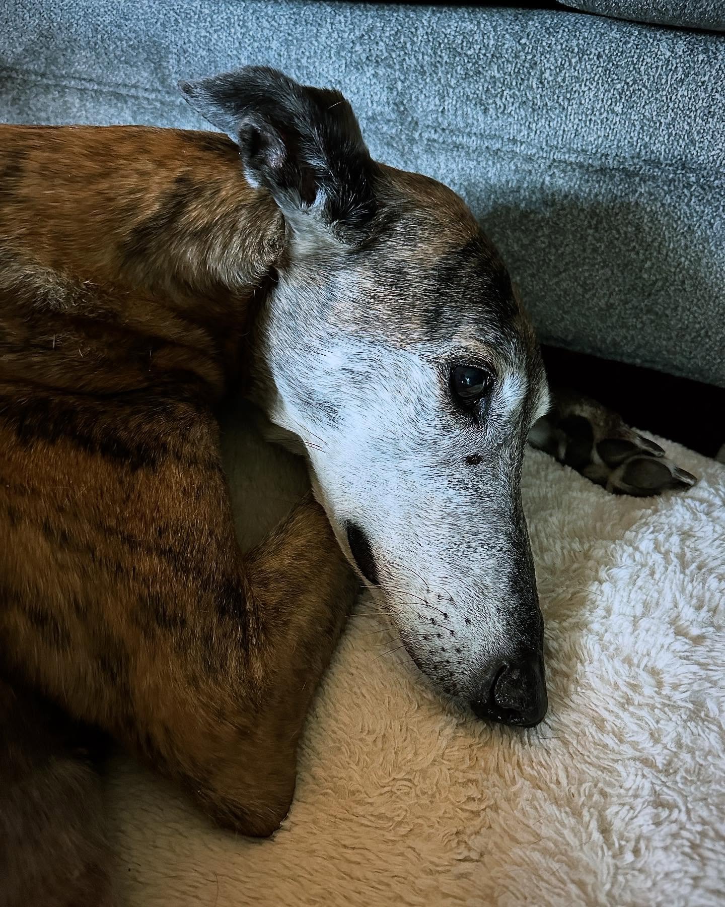 🩷Sweetest Berry🩷
#greyhoundlove #happydog #alllove #couchpotato #caninemassage #healanimalmassage #loved