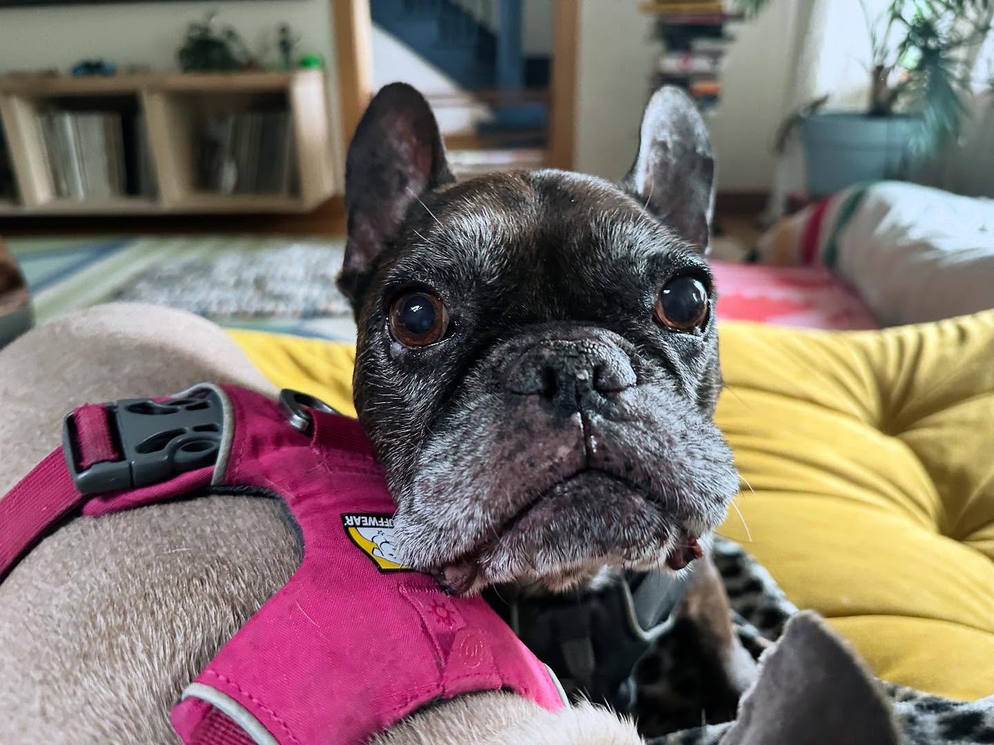Oh, hey there Grizzly ;)
#frenchielove #happydog #alllove #caninemassage #healanimalmassage #loved