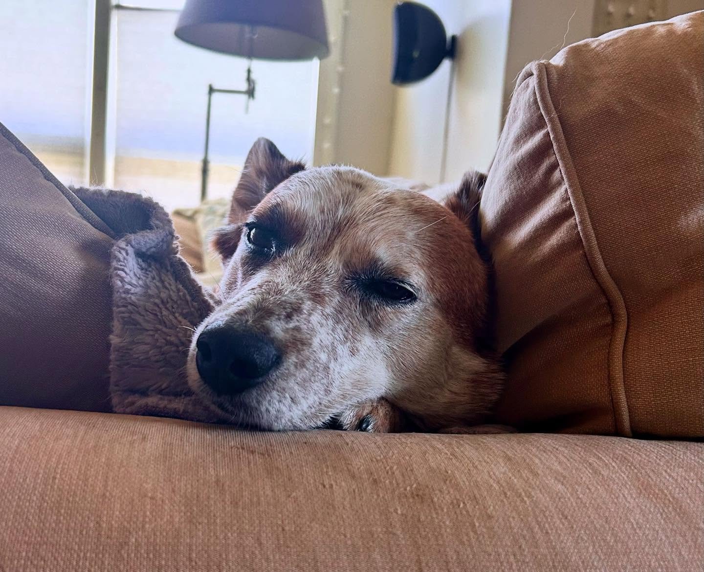 Snoooozy Scout vibes 🧡🤍🧡🤍🧡
#massageface #alllove #sleepydog #happydog #thoseeyes #caninemassage #healanimalmassage #loved