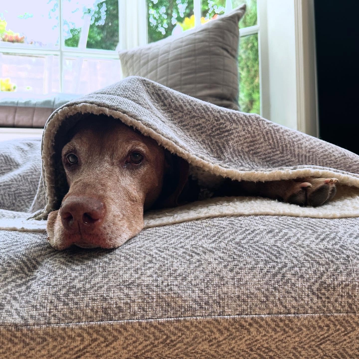 All snuggled in with Shandi 🧡🧡🧡
#vizsla #activedog #alllove #dontttellthesquirrels #happydog #massageface #healanimalmassage #caninemassage #loved