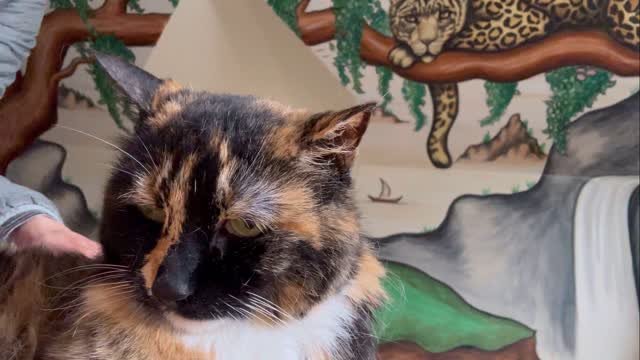 Lovely Rani not only has an amazing jungle mural in her room, but she super duper loves her massage time ✨
…she is always so full of headbutts, making muffins, and purrs 🧡💛🖤
#happycat #alllove #sleepycat #catmassage #healanimalmassage #lo