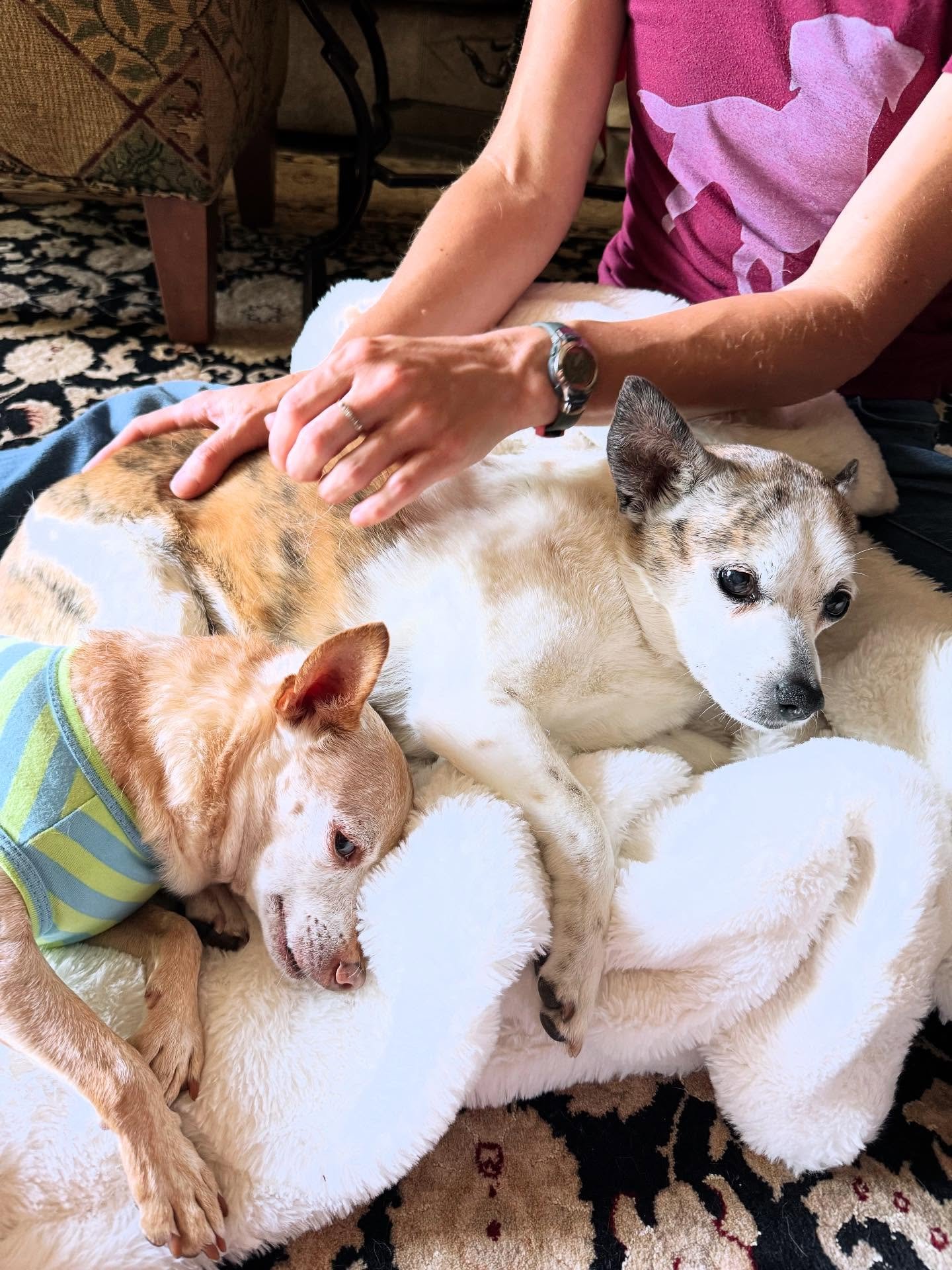 Sweet Merida enjoying her first session and brother Wyatt sneaking in for some good massage vibes💚🩷🩵💛-Rachel
-photo credit to Ali White
#aginggratefully #alllove #sleepydogs #happydogs #loveddogs #massageface #caninemassage #healanimalmassage