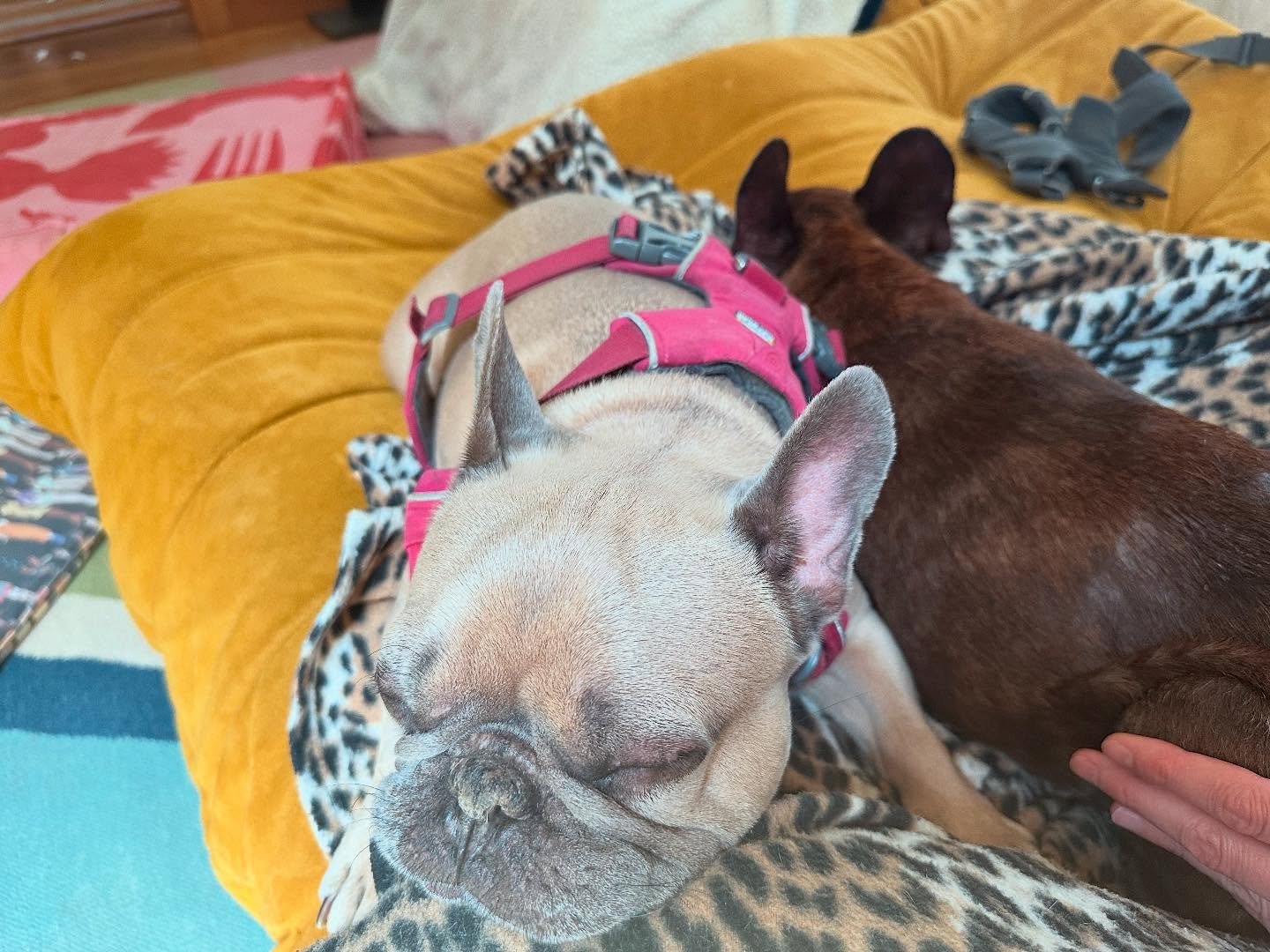 A very normal weekly session with Grizzly&hellip;and his sidekick Hugo, who is only every four weeks (sorry Hugo!) 
🩷🤎🩷

#frenchielove #hotpotatoes #happydogs #healanimalmassage #caninemassage #loved