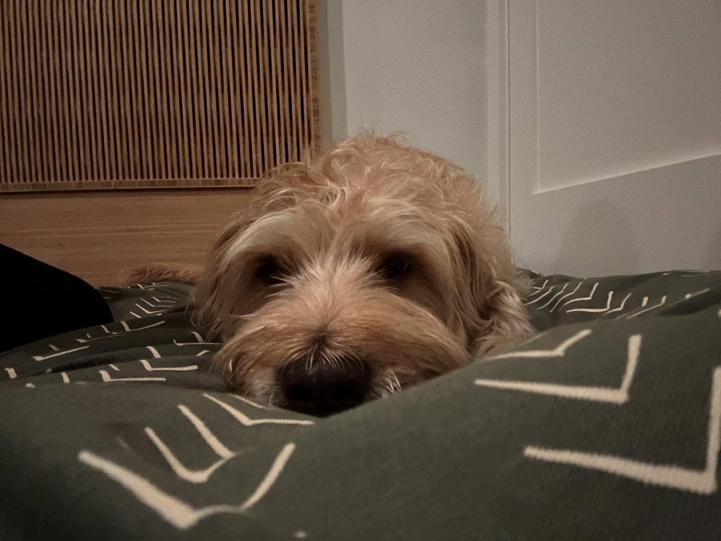 Muppet Man Koa 🧡🩶

#rescuedog #alllove #livinghisbestlife #caninemassage #activedog #happydog #healanimalmassage #loved