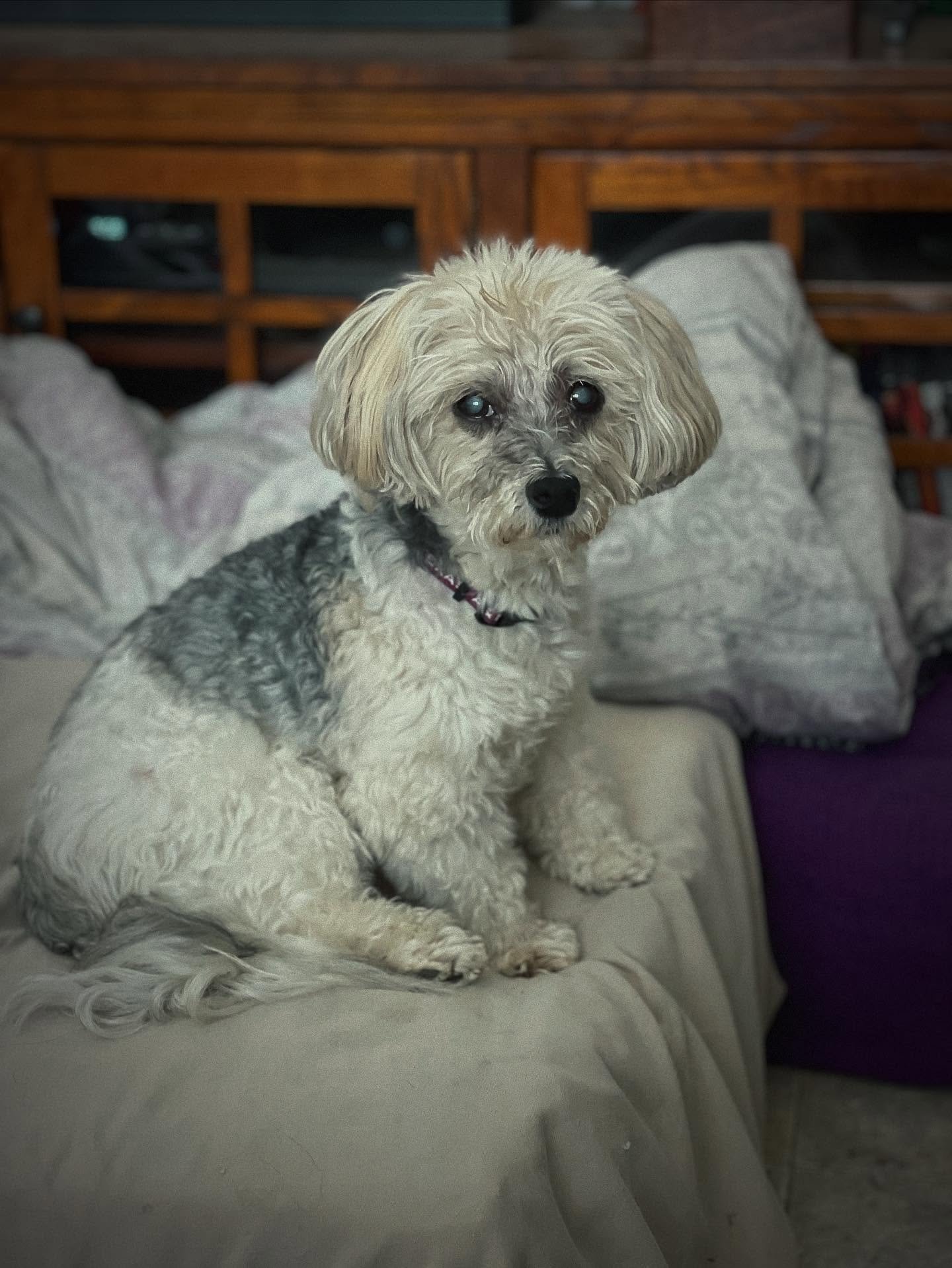 Happiest of birthdays to Justice! He’s such a handsome 16 year old sweet boy!
💜🎉
-photo credit to his family
#happybirthday #sweet16 #alllove #happydog #celebrate #teenager #watchoutworld #healanimalmassage