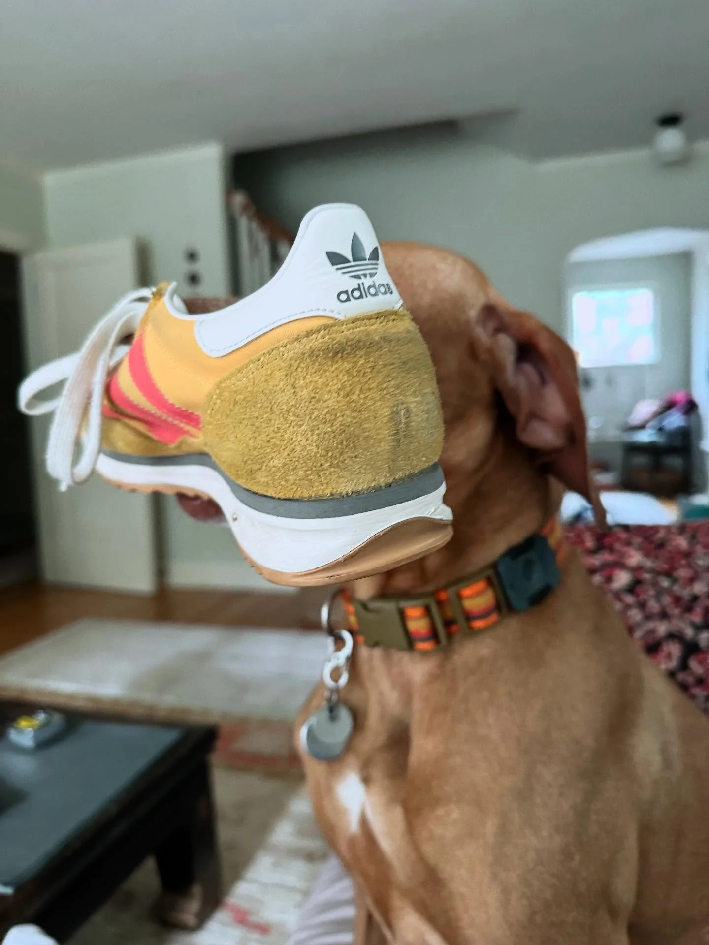 Shandi at it again ;)
🧡🧡🧡🧡🧡🧡
#vizsla #hishugsarethebest #shoethief #aginggratefully #happydog #loved #healanimalmassage #caninemassage