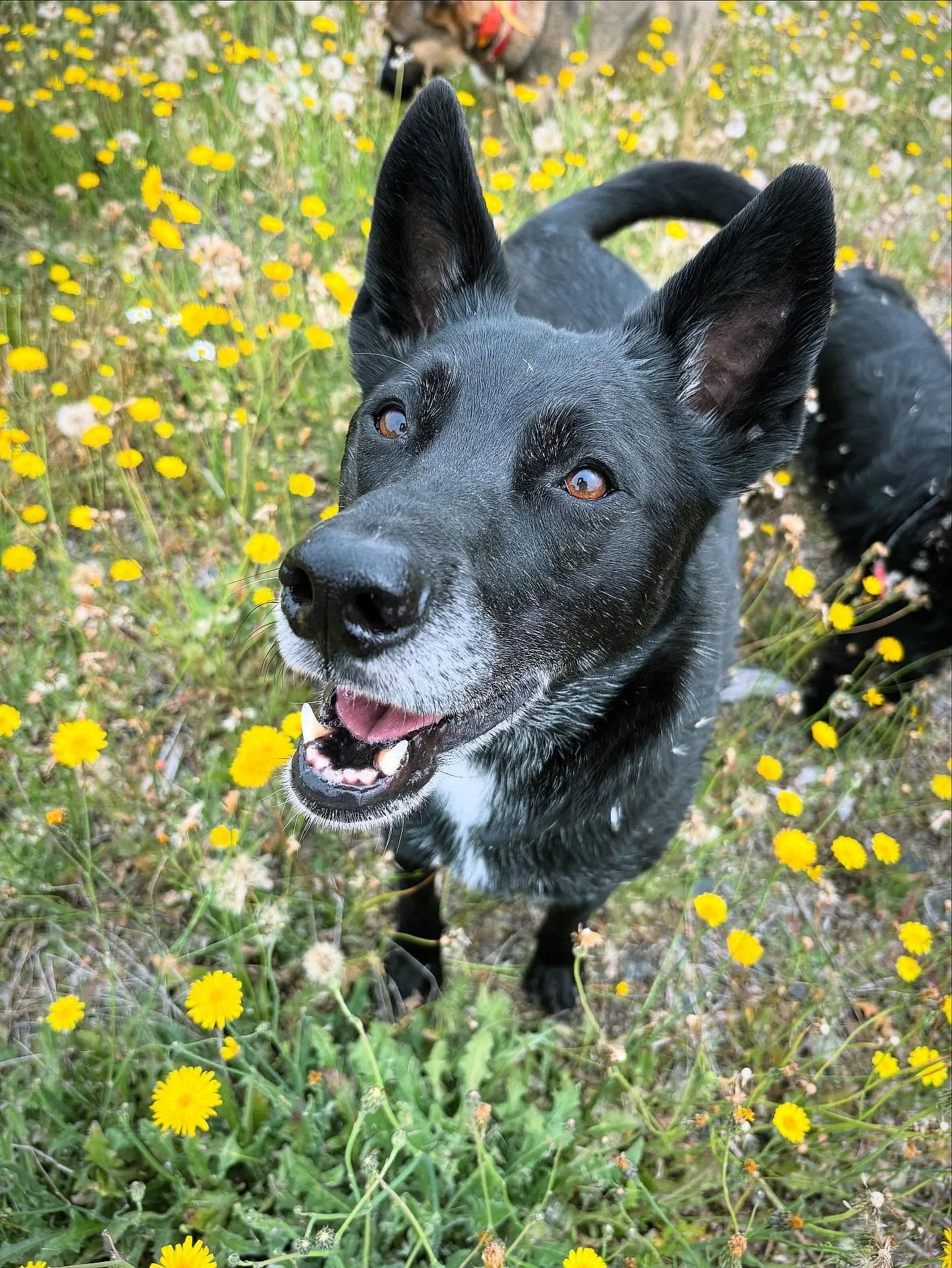 Happy, Happy Ozy
💛🖤💛
#happydog #rescuedog #hikingdog #alllove #healanimalmassage #smilingdog #caninemassage #loved