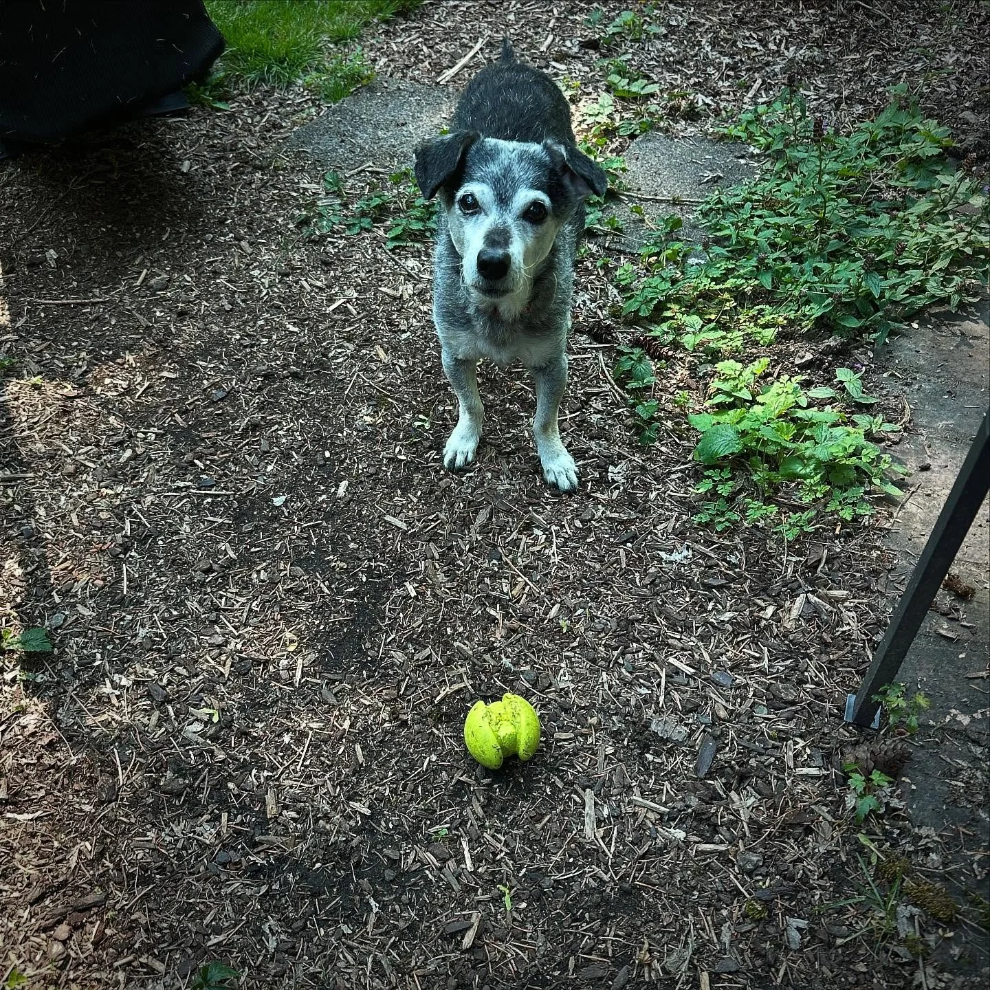 Gretal is allll about her ‘green baby’
🐾 💚🖤💚 🐾
#rescuedog #alllove #happydog #healanimalmassage #balldog #caninemassage #aginggratefully #loved