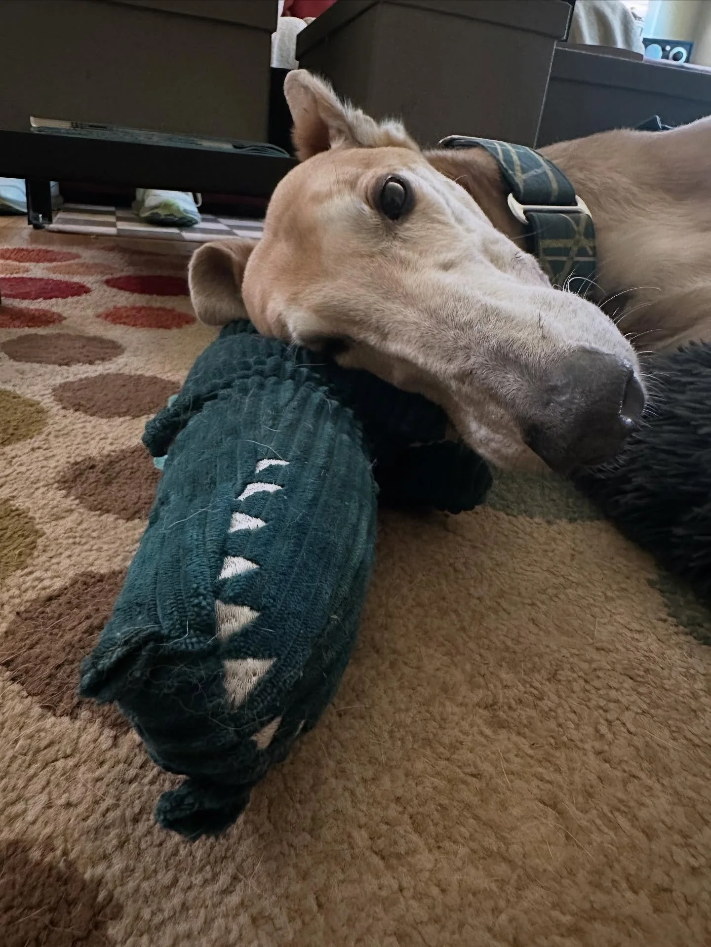 Scrappy sure digs his alligator pal pillow ;)
💛🧡 🐊 🧡💛
#greyhound #alllove #happydog #healanimalmassage #caninemassage #loved