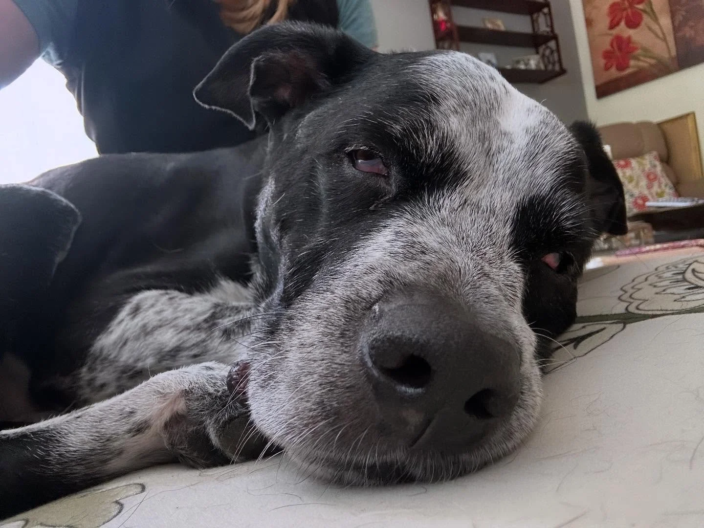 Another Star massage meltdown
🖤💛🤍
#massageface #cancersurvivor #alllove #caninemassage #healanimalmassage #loved