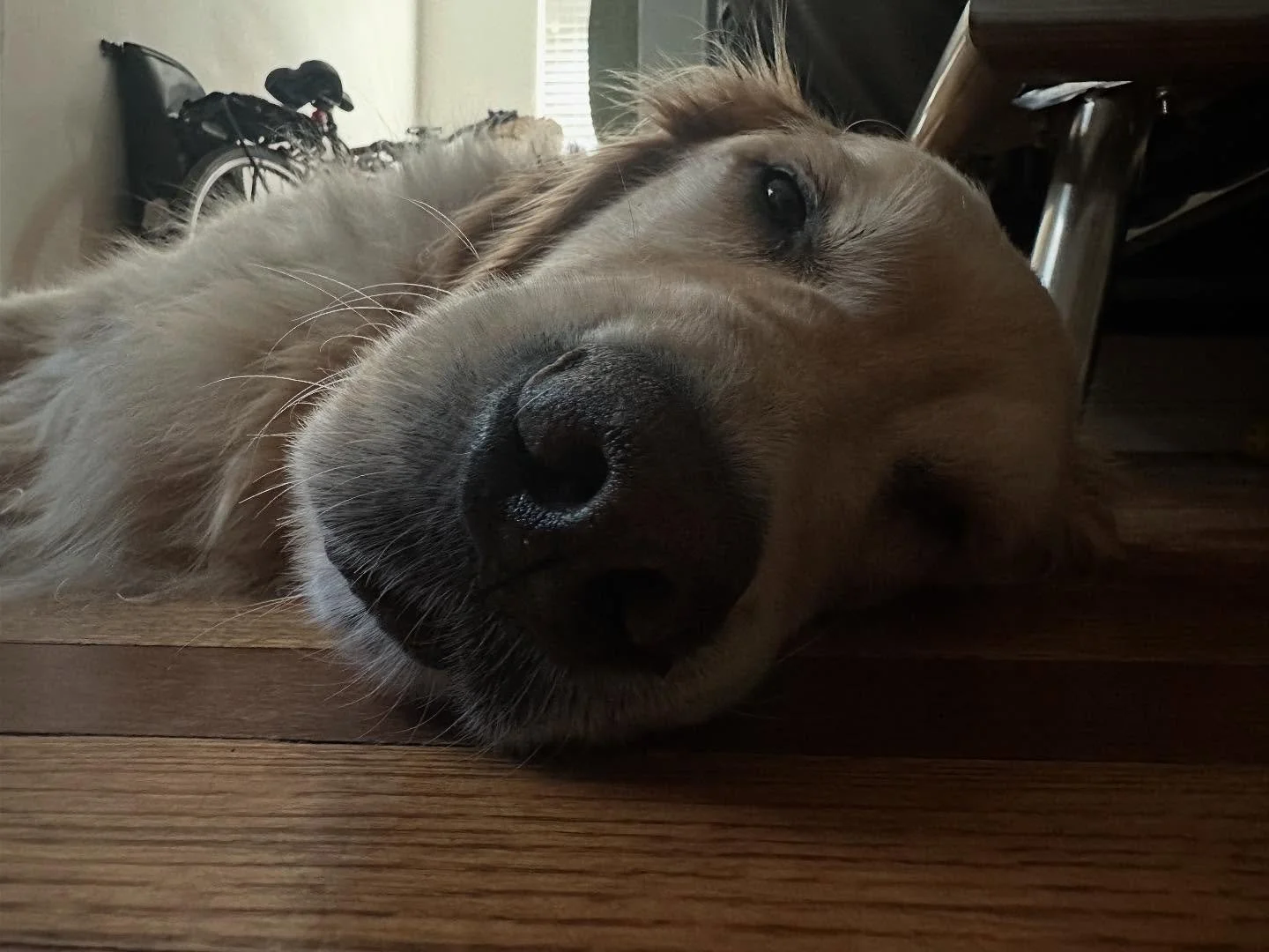 Kimchi is cancer free🎉🙌🏼
#goldenretriever #happydog #activedog #healanimalmassage #caninemassage #cancersurvivor #alllove