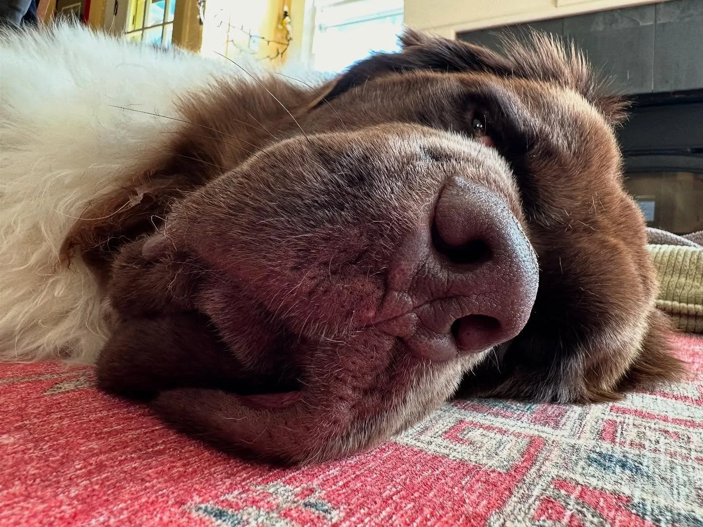 Maggie is such a sweet, sweet lady. She’s recovering from hip replacement surgery very nicely and is ready to get back at it
🤎🤍🤎🤍🤎
#newfoundland #happydog #activedog #alllove #postsurgery #recoveringwell #healanimalmassage #caninemassage