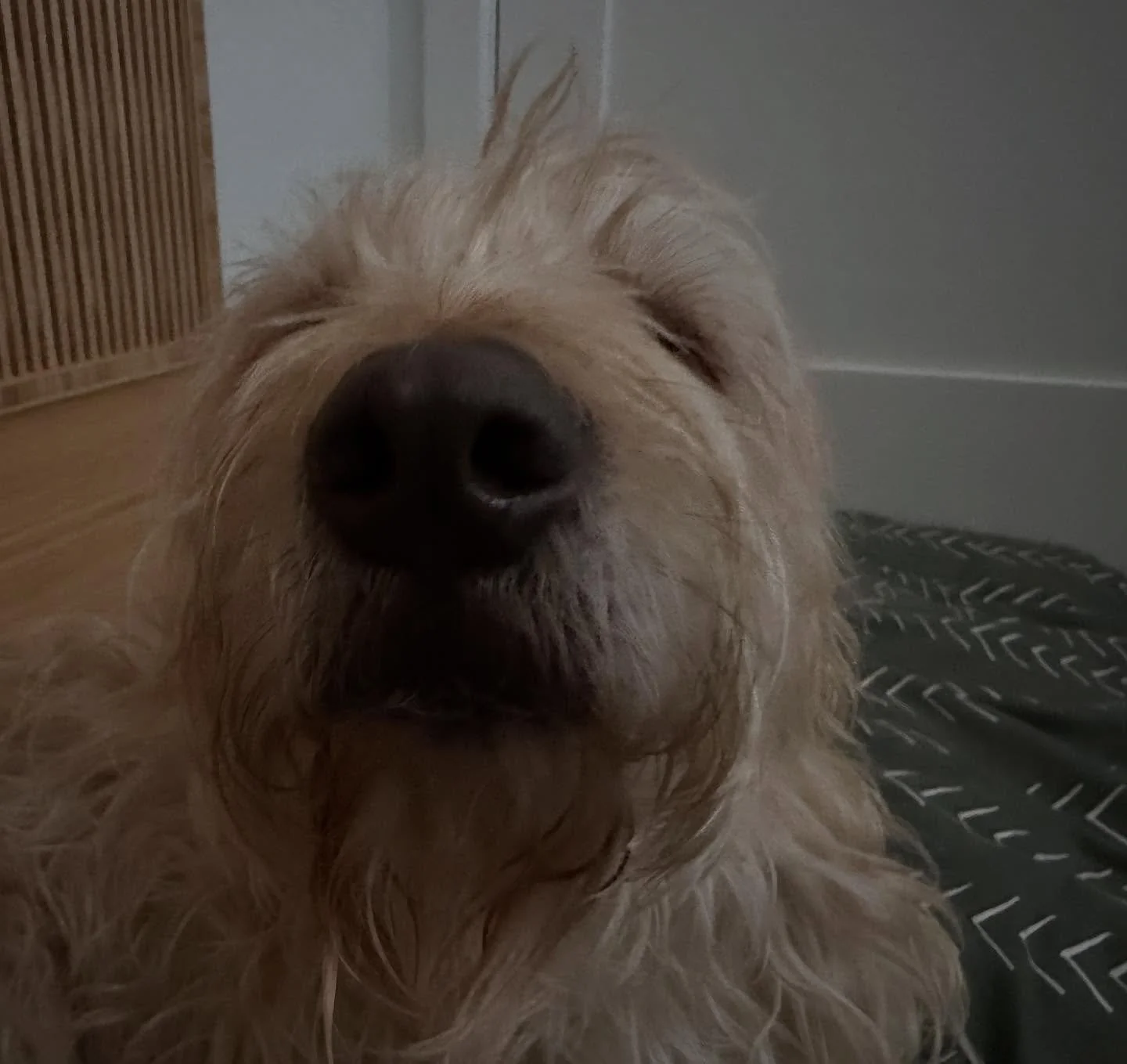 Handsome Koa muppet had another wonderful massage 🧡
He’s been having a great summer with his awesome family 💙
#happydog #massageface #alllove #caninemassage #healanimalmassage #boop #muppet #loved