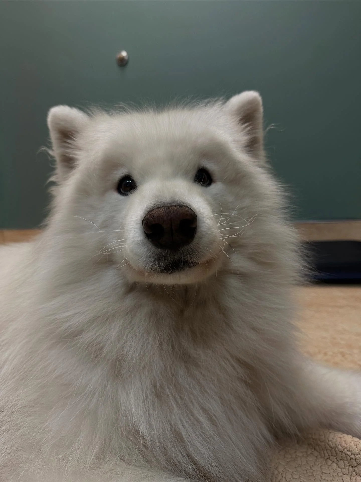 It’s always a great day when I get to work with Sunny ☀️ 💛 🎉
#samoyed #alllove #happydog #aginggratefully #healanimalmassage #caninemassage #loved