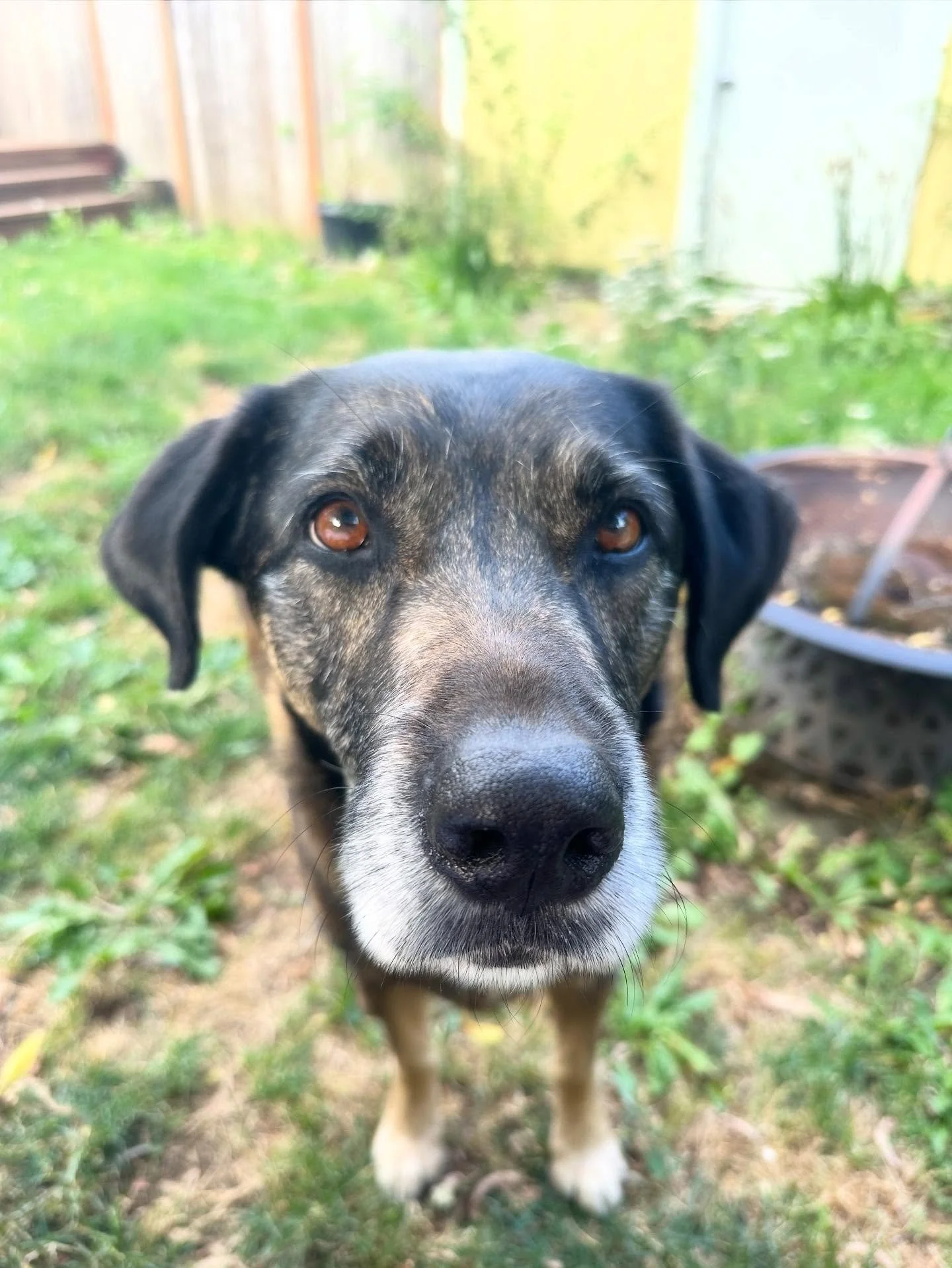 Juneau was full of life and bursting at the seams with love and excitement! He was a forever puppy wrapped in a strong, handsome adult dog body. His tail was always going, and his cries of happiness could be heard blocks away. He greeted his friends
