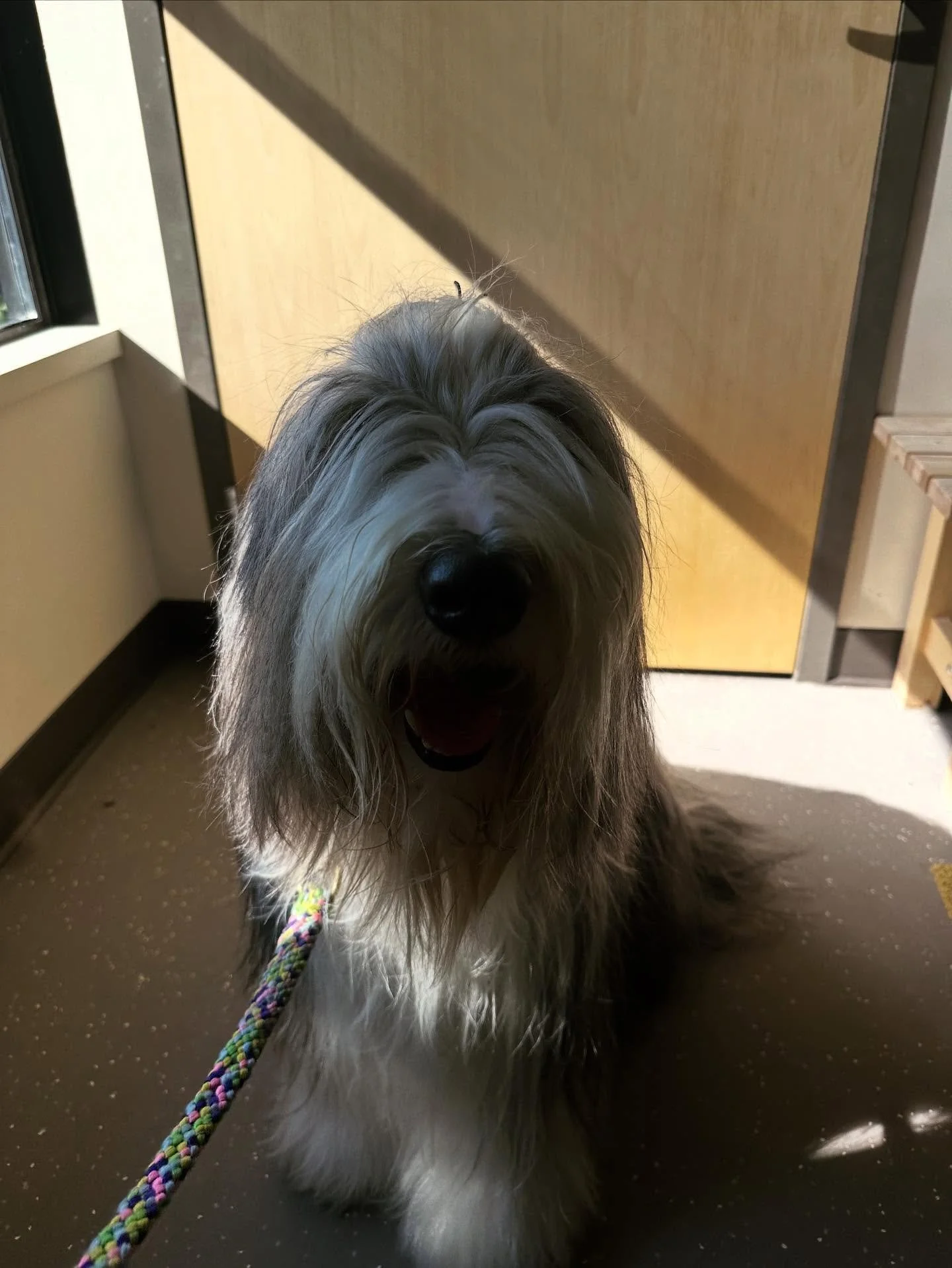 Super excited to be working with this handsome devil! Finn had a fantastic first session 💛💚🩵🩷
#beardedcollie #alllove #showdog #healanimalmassage #caninemassage