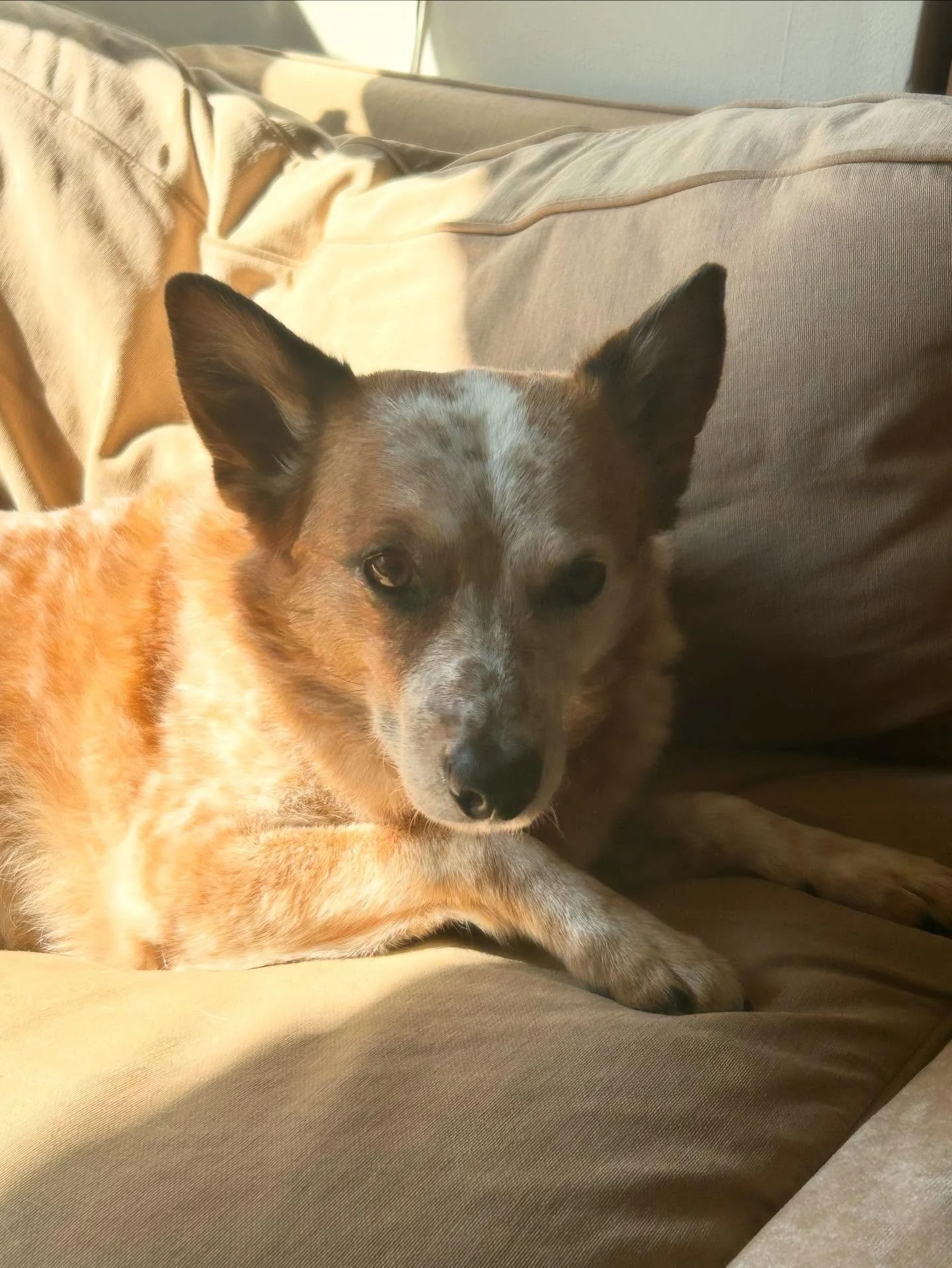 Sleepy, sleepy Scout 💛🧡✨
#happydog #sleepydog #massageface #healanimalmassage #caninemassage #loved