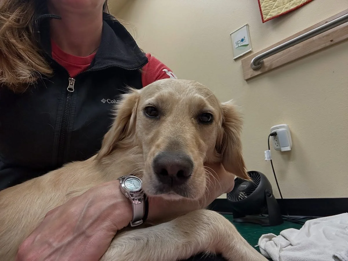 June is 100% love…and a lot of wiggles and bounces :)
#happydog #goldenretriever #massageface #caninemassage #healanimalmassage #loved