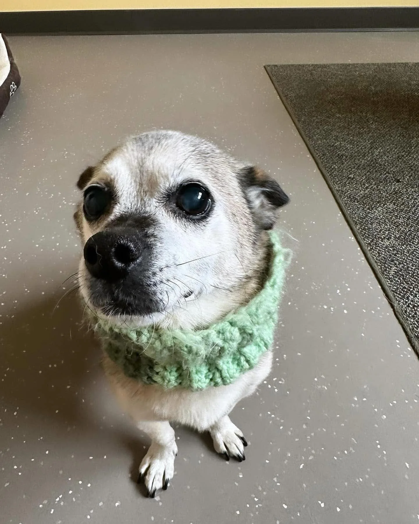 Oh, sweetest little Zod 💔. This little hunka of a man was the bee’s knees to work with. His spirit was strong and his attitude always on the positive side.
His life was full of love from all parts of his world. He was fortunate to have been