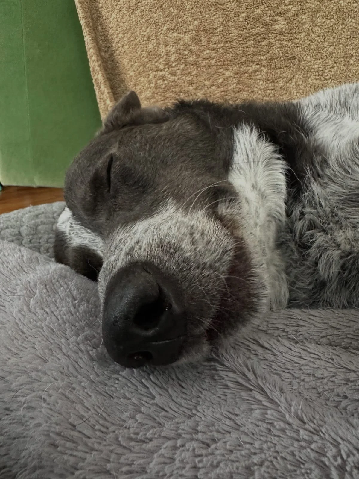 Gemma is such a happy little clam during her massage time 💚💚
#happydog #acdmix #massageface #caninemassage #healanimalmassage #loved