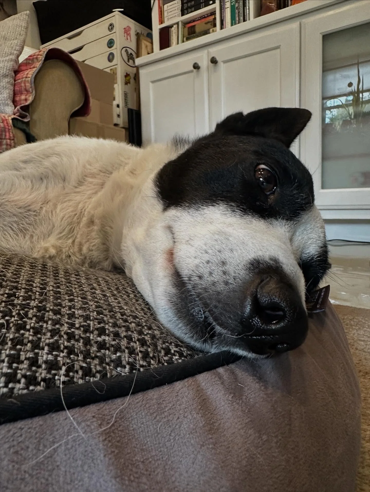 Mavis had her first massage …she was partly concerned about what was happening, and larger parts happy as a clam :) All in all, a huge success, and I’m so excited to see her again soon 🖤🤍
#bordercolliemixesofinstagram #cattledogmixeso