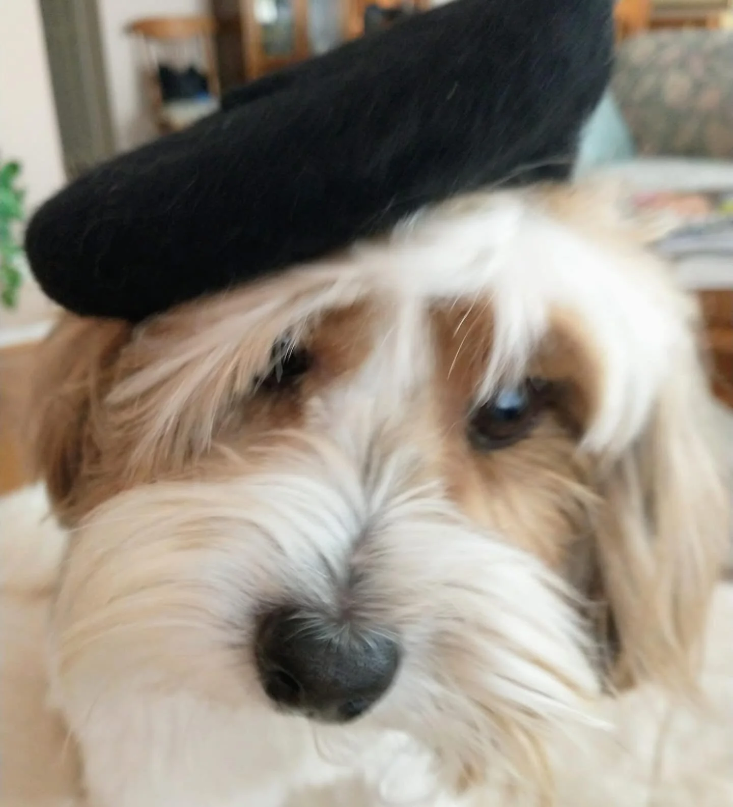 S&rsquo;more&rsquo;s family brought him back a beret from France. I think he looks like he&rsquo;s ready to go to the Louvre, but apparently he disagreed and shook off his beret as soon he could ;) &hearts;️

#biewerterrier #happydog #frenchdog #love