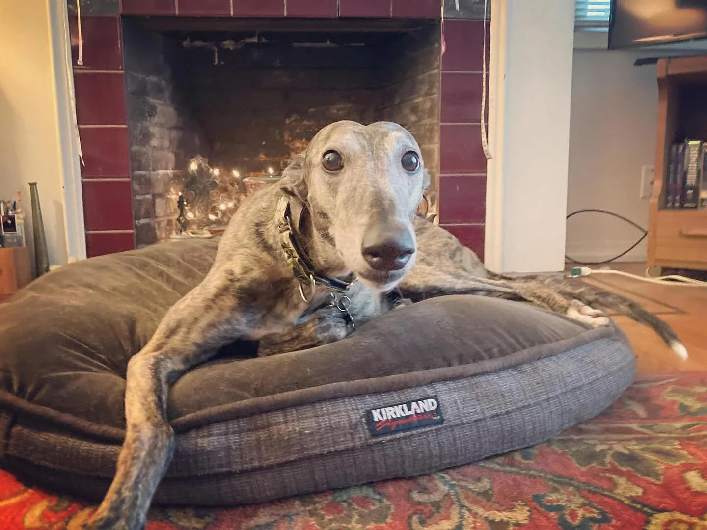 Georgi was 100% love, through and through. This sweet girl lived to love and loved to live. She was such a lucky lady to have landed in the home the she did. I know her family thought they hit the jackpot when they found sweet Georgi too. Truly a mat