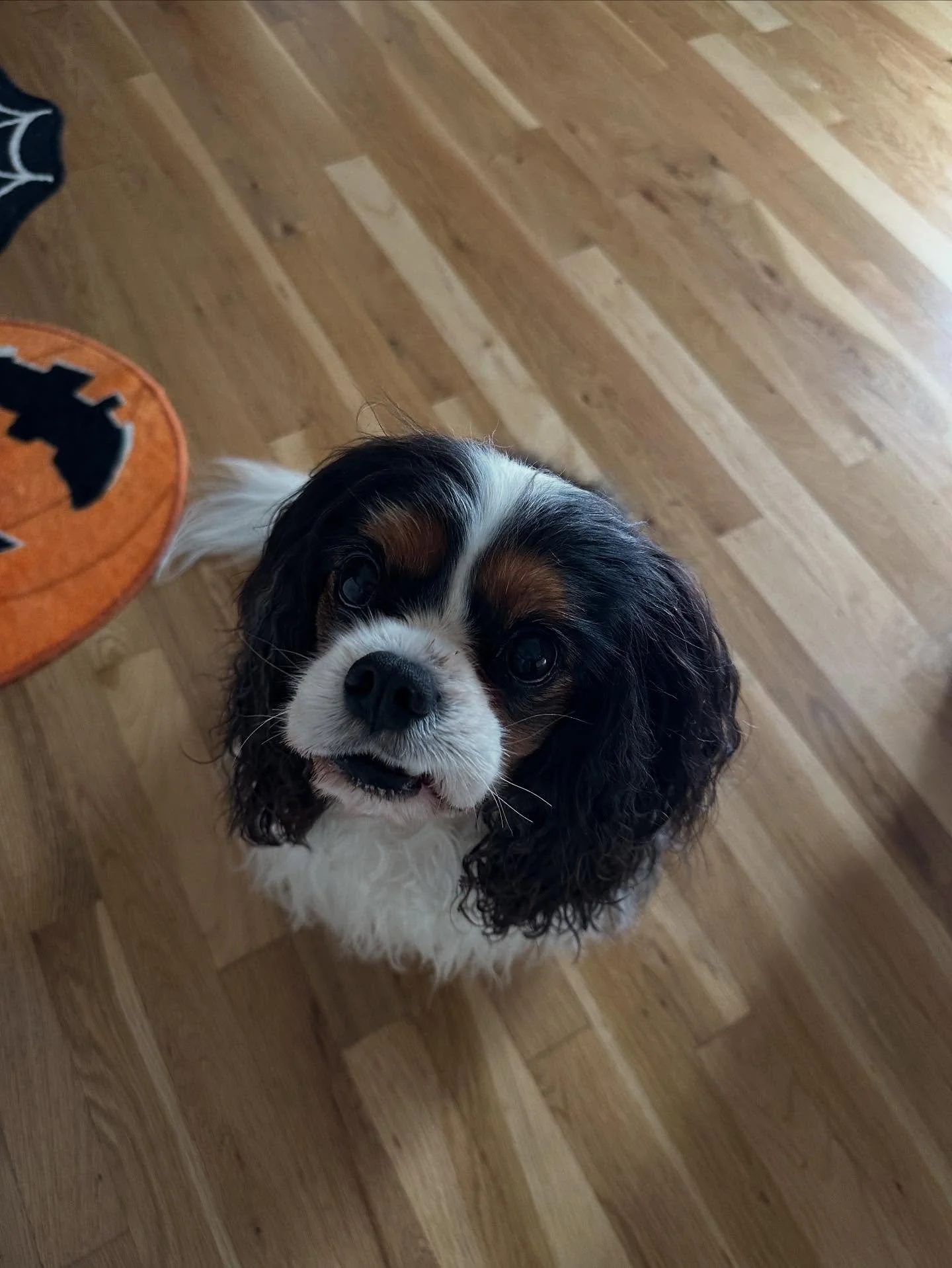 Happy Harry looking for his treat after his massage session ✨ 🖤🤍🤎
#kingcharlescavalier #happydog #healanimalmassage #caninemassage #loved