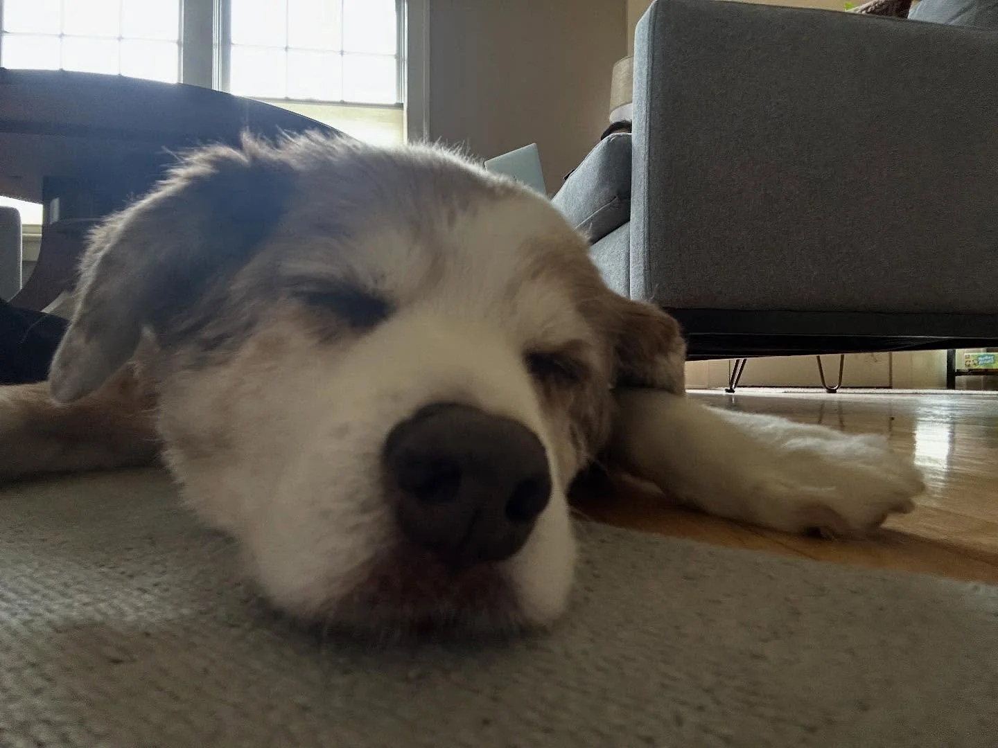 💕Mia had her second massage today 💕

#happydog #australianshepherd #sleepydog #healanimalmassage #caninemassage #love
