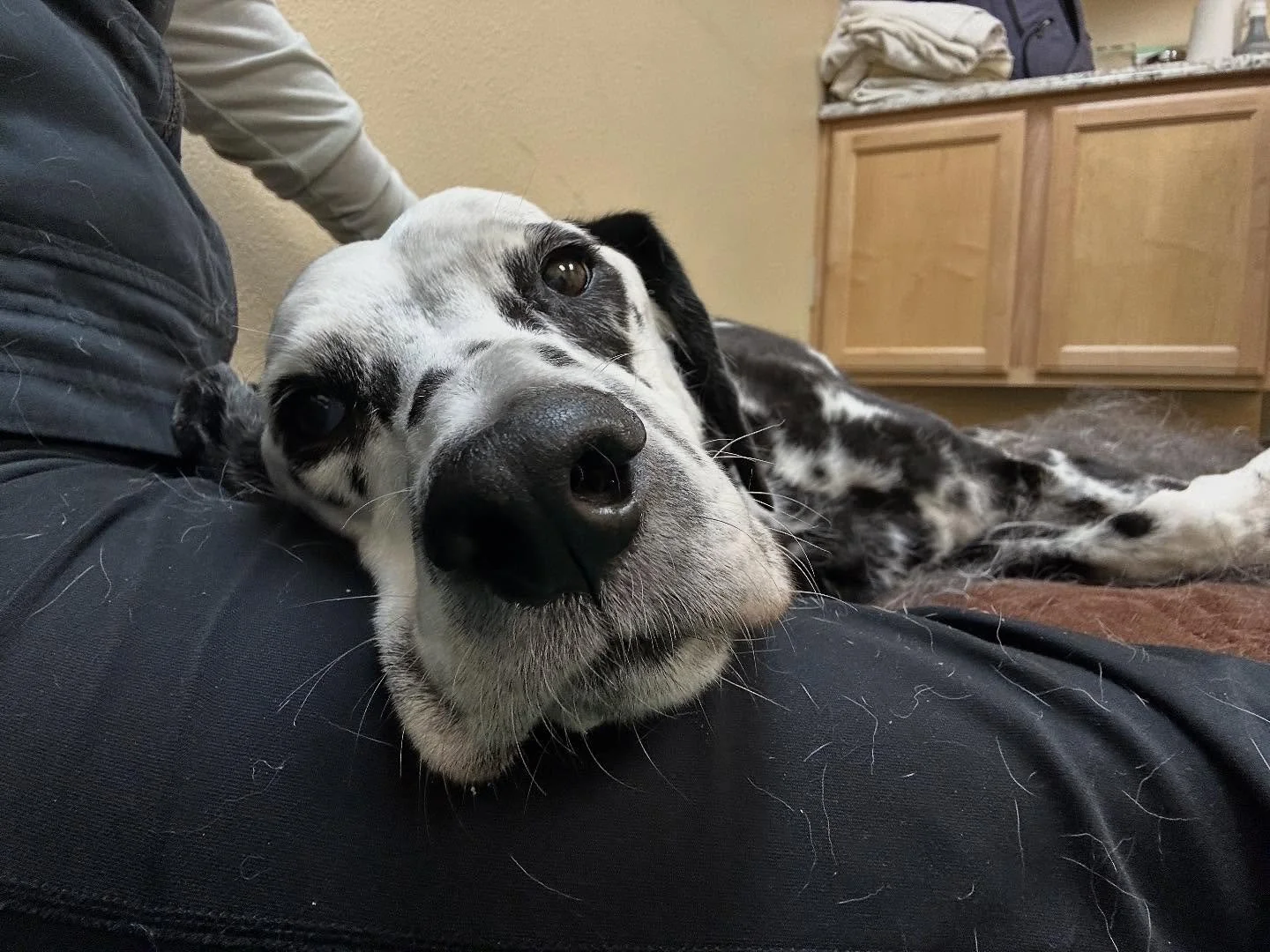 Hemi is always a joy to work with and is so full of love and light ✨ 🖤🤍

#rescuedog #angelswithmisplacedwings #caninemassage #healanimalmassage #loved